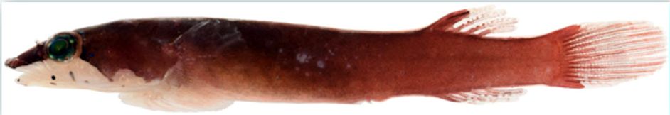 Apletodon dentatus_03